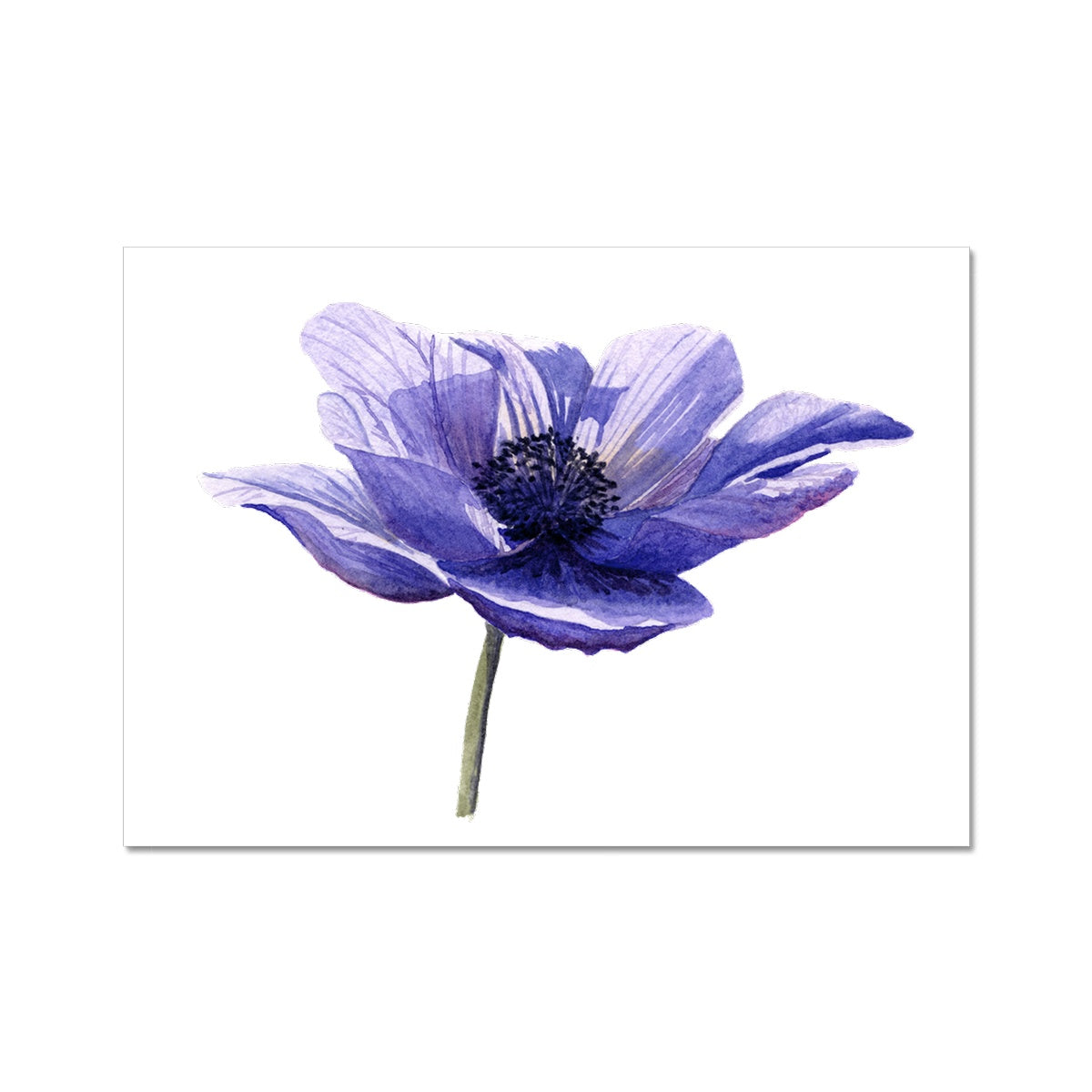 Purple Anemone Giclée Art Print