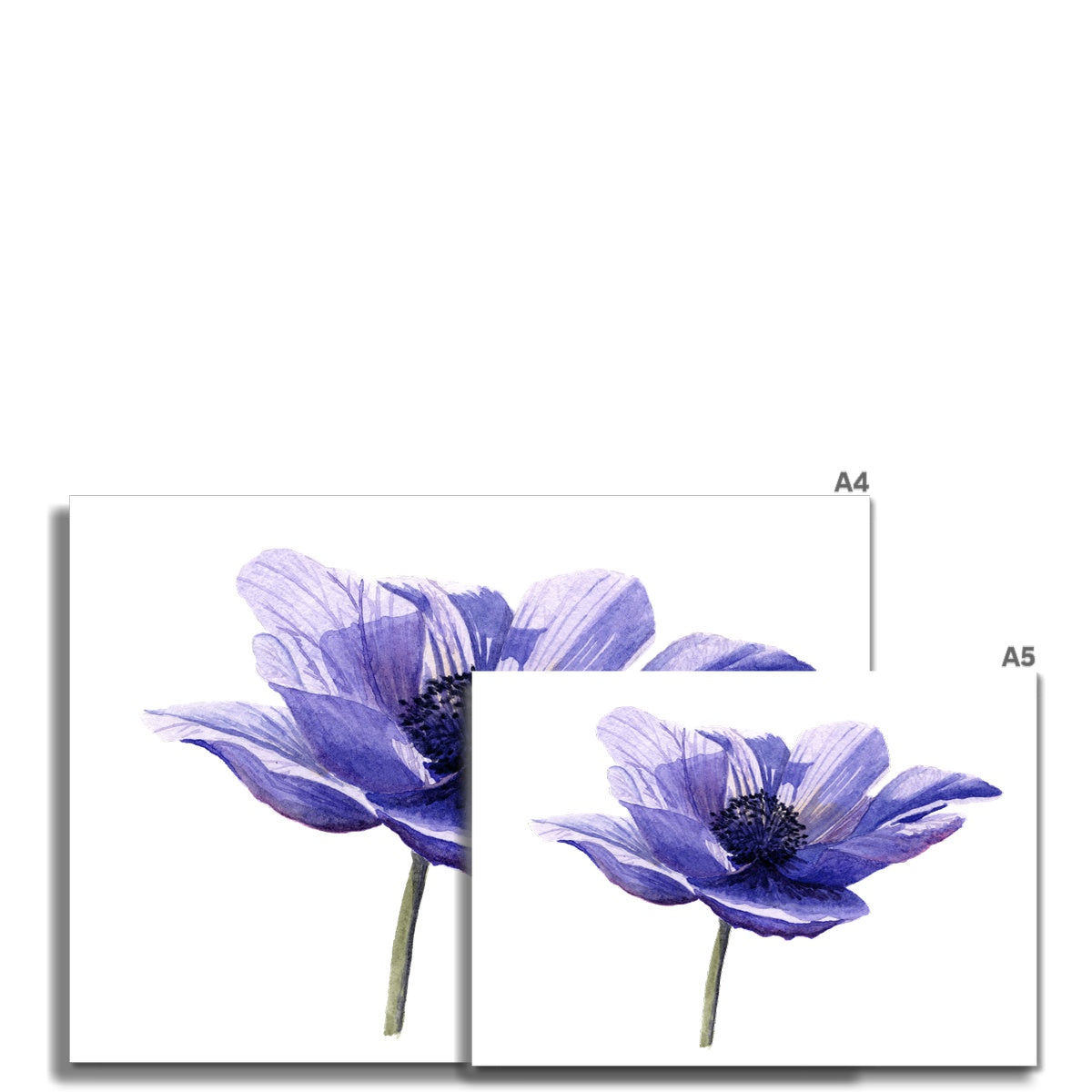 Purple Anemone Giclée Art Print