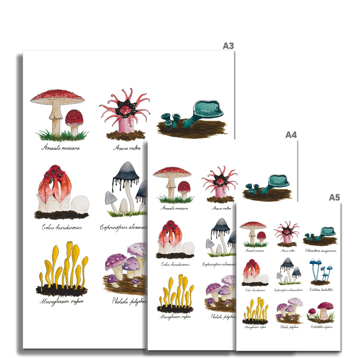 Funky Fungus Collection Giclée Art Print