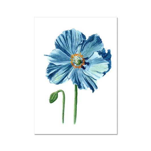 Blue Himalayan Poppy Giclée Art Print