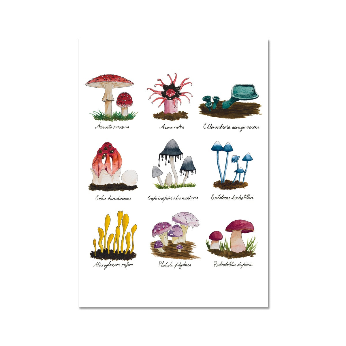 Funky Fungus Collection Giclée Art Print